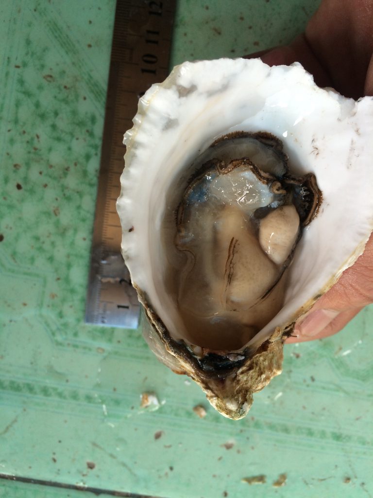 bán hàu pháp tươi sống