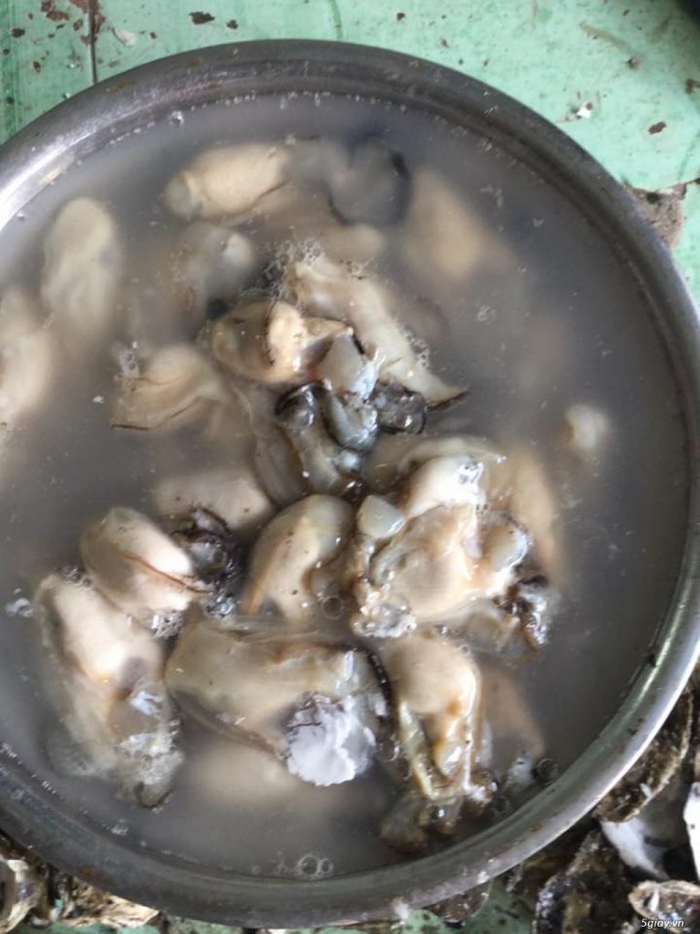 CÁCH SỬ DỤNG, BẢO QUẢN HÀU SỐNG