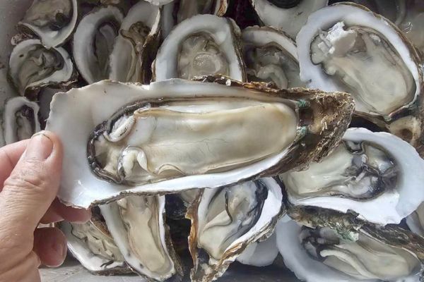 Hàu sữa giá sỉ